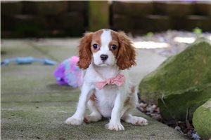 Karina - Cavalier King Charles Spaniel for sale