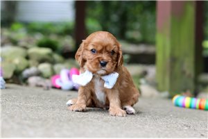 Killian - Cavalier King Charles Spaniel for sale