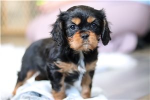 Aiden - Cavalier King Charles Spaniel for sale
