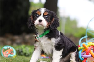 Java - puppy for sale