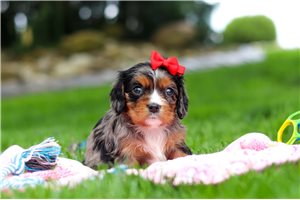 Selena - puppy for sale