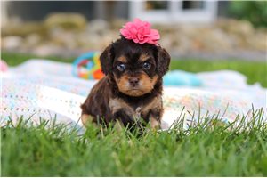 Jess - Cavalier King Charles Spaniel for sale