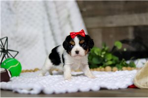 Daphne - puppy for sale