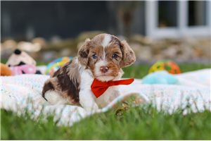 Jack - puppy for sale