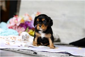 Avery - puppy for sale