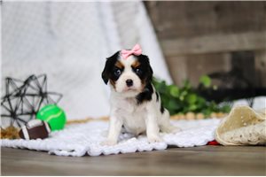 Daisy - Cavalier King Charles Spaniel for sale