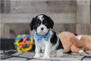 Porter - Cavalier King Charles Spaniel for sale