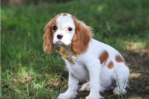 Mercutio - puppy for sale