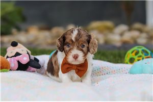 Jensen - puppy for sale