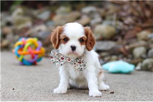 Carly - puppy for sale