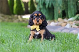Kalen - Cavalier King Charles Spaniel for sale
