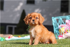 Kristoff - Cavalier King Charles Spaniel for sale