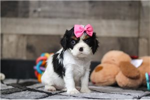 Peyton - Cavalier King Charles Spaniel for sale