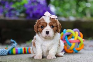 Cleo - Cavalier King Charles Spaniel for sale