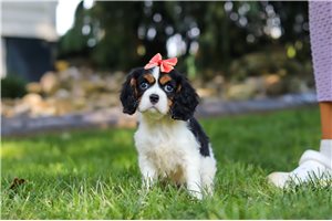 Dido - Cavalier King Charles Spaniel for sale