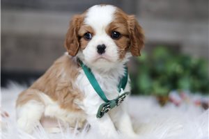 Jobie - Cavalier King Charles Spaniel for sale