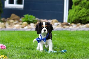 Phillip - Cavalier King Charles Spaniel for sale