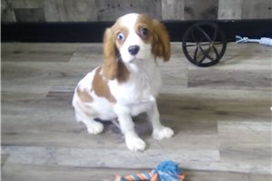 Ross - Cavalier King Charles Spaniel for sale