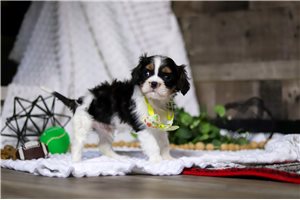 Daniel - Cavalier King Charles Spaniel for sale
