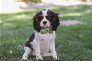 Michael - puppy for sale