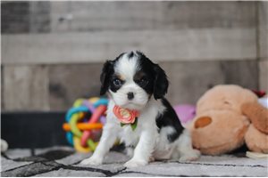Pheobe - Cavalier King Charles Spaniel for sale
