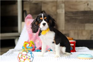 Dexter - Cavalier King Charles Spaniel for sale