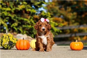 Gladys - puppy for sale