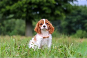 Cleo - Cavalier King Charles Spaniel for sale