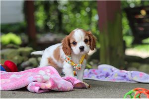Jethro - Cavalier King Charles Spaniel for sale