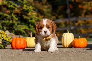 Gideon - Cavalier King Charles Spaniel for sale