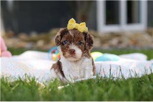 Jacklyn - puppy for sale