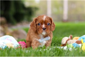 Sterling - puppy for sale