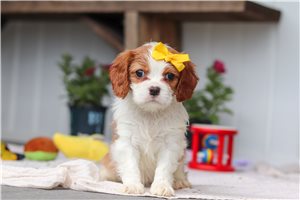 Karina - Cavalier King Charles Spaniel for sale