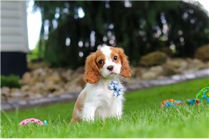 Shepherd - Cavalier King Charles Spaniel for sale
