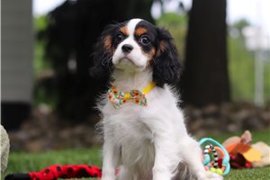 Dunkirk - puppy for sale