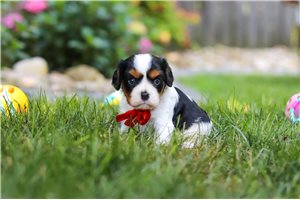 Jace - Cavalier King Charles Spaniel for sale