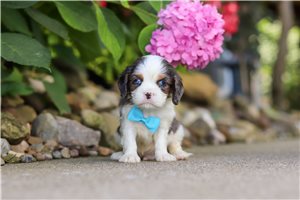 Iziah - Cavalier King Charles Spaniel for sale
