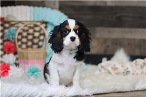 Phillip - Cavalier King Charles Spaniel for sale