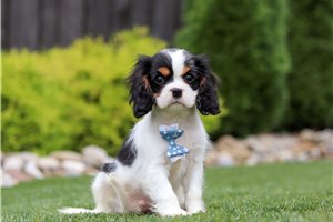 Matthew - Cavalier King Charles Spaniel for sale