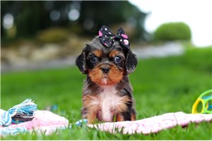 Summer - Cavalier King Charles Spaniel for sale