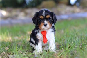 Isaiah - Cavalier King Charles Spaniel for sale
