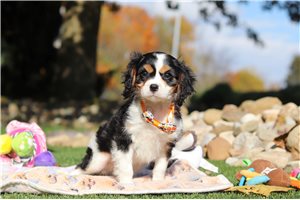 Igor - puppy for sale