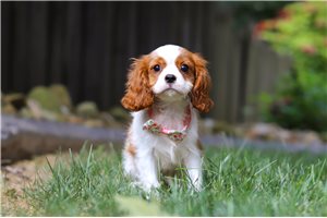 Maria - Cavalier King Charles Spaniel for sale