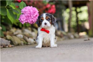 Izzy - puppy for sale