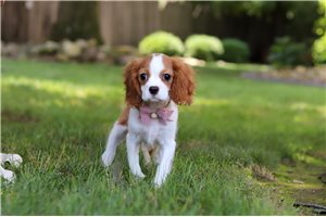 Karina - Cavalier King Charles Spaniel for sale