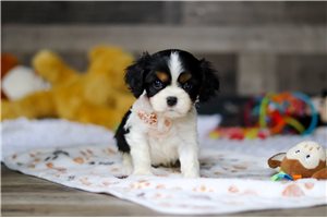 Adeline - puppy for sale