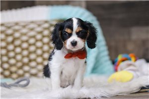 Claire - Cavalier King Charles Spaniel for sale