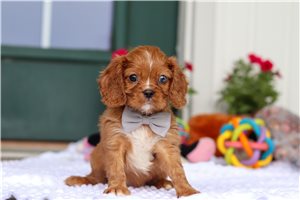 Sterling - puppy for sale