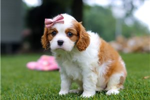 Madison - Cavalier King Charles Spaniel for sale