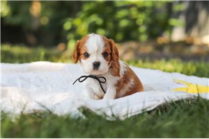 Jethro - Cavalier King Charles Spaniel for sale